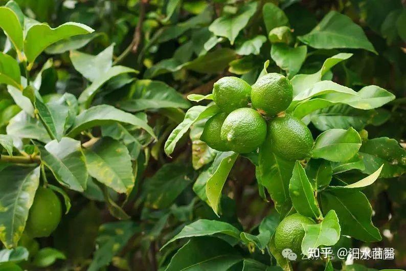 中药界的亲兄弟——枳实、枳壳药性分析 - 知乎