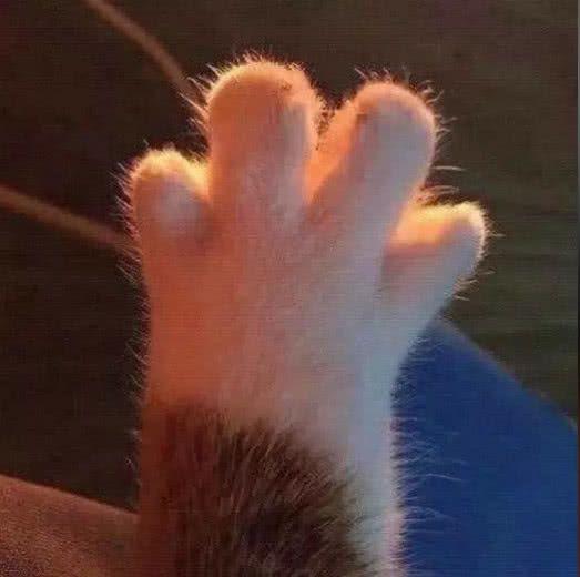 各位有没有头像是猫爪的情头