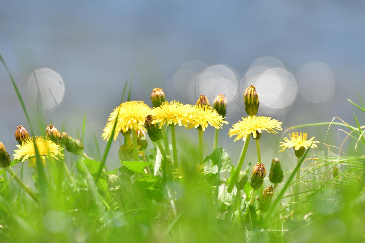 2. 轻盈飘落浪漫时