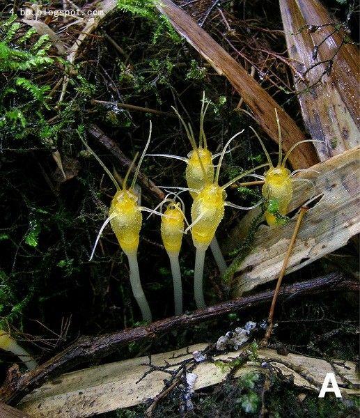植物大战僵尸吸金磁原型是什么植物