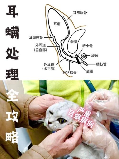 猫咪甩出来的耳螨为什么会死亡?这里有详细解答! - 知乎