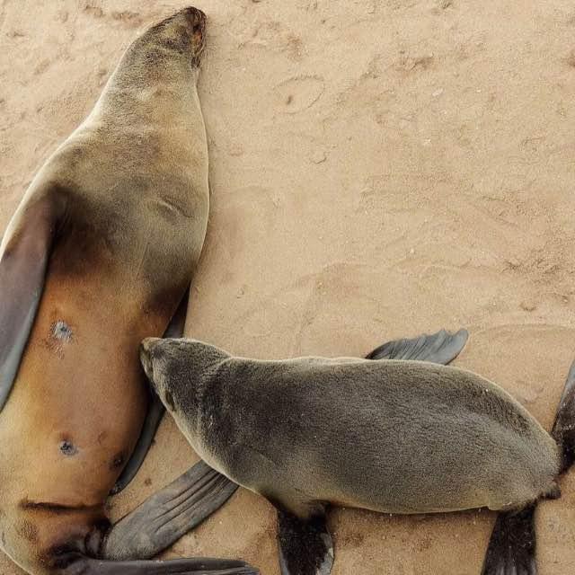 新疆库木塔格沙漠惊现雪豹，雪豹不是住高山的吗，为什么会出现在沙漠？它靠什么活？