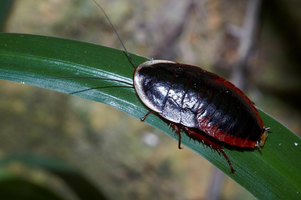 男孩子很怕蟑螂怎么办