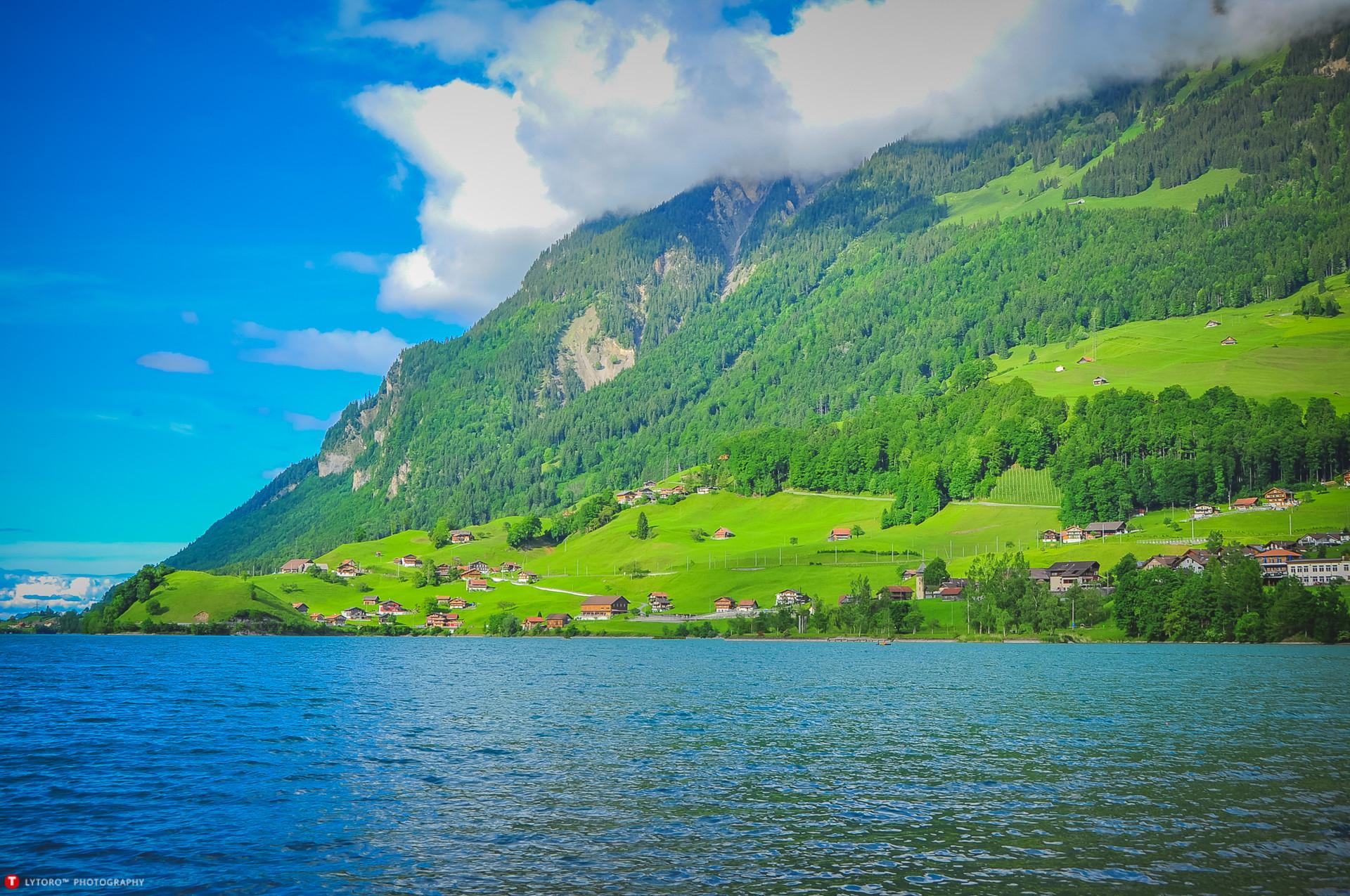 有哪些极富美感的绿色系壁纸?