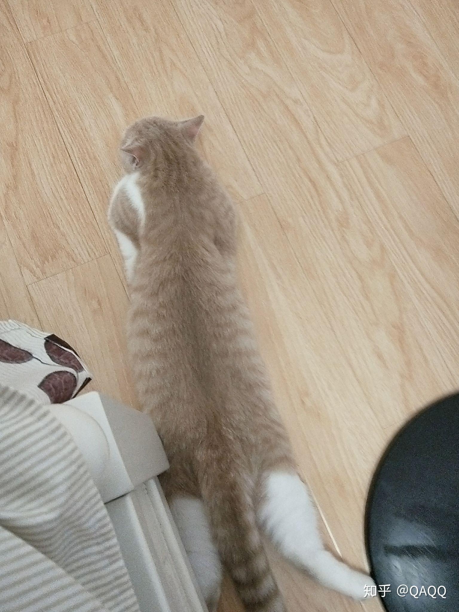 猫咪伸直后腿趴着是啥意思？ - 知乎