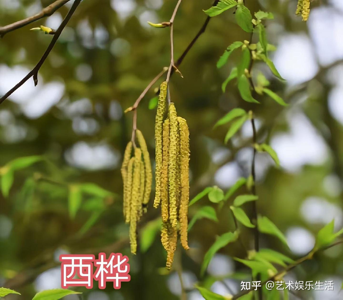 桦木科植物有哪些 - 知乎