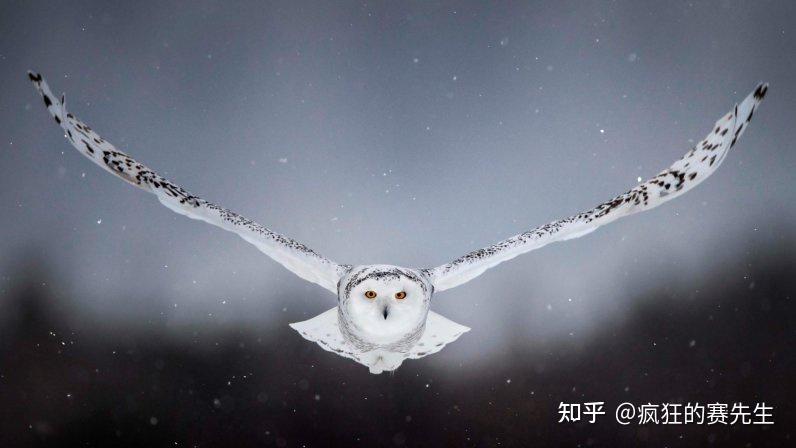脸大呆萌,却是猛禽家族的一员:关于雪鸮的几个事实 - 知乎