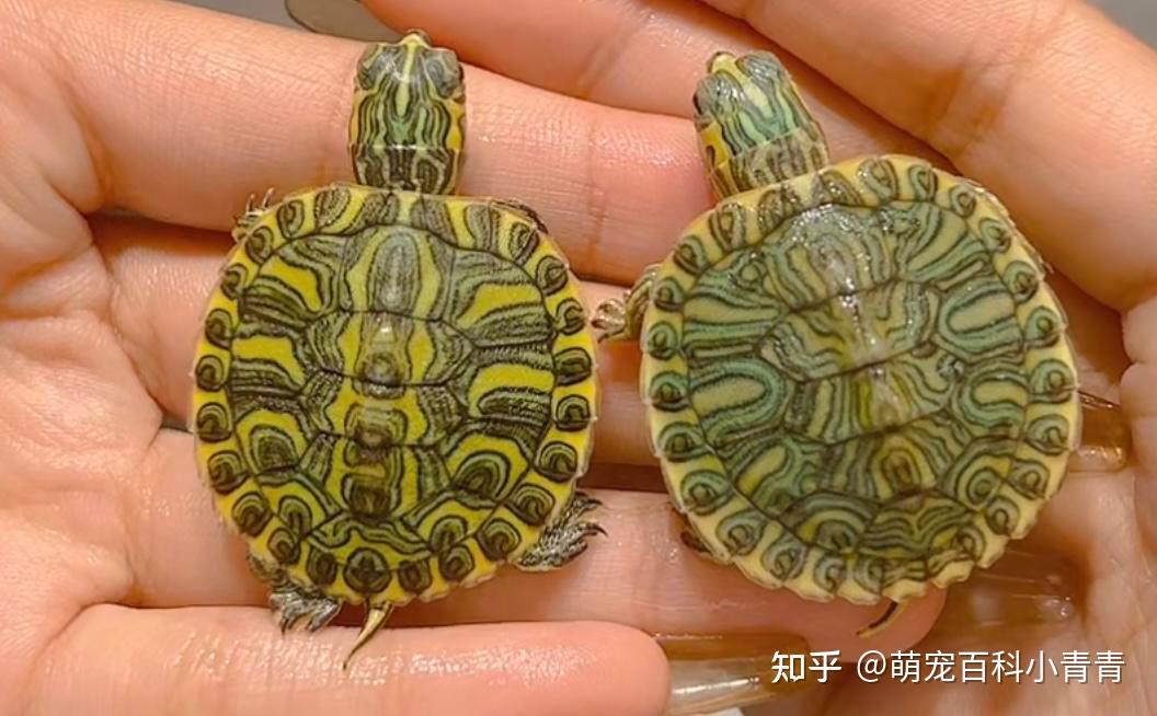 乌龟种类大全之泽龟科科普介绍，一文搞懂泽龟科所有龟种分类 - 知乎