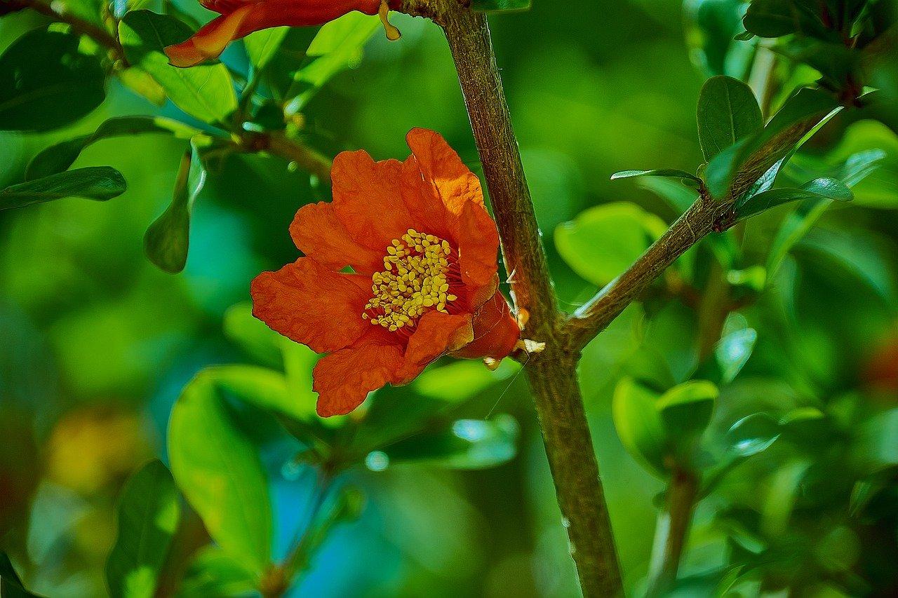 石榴花在哪里开放