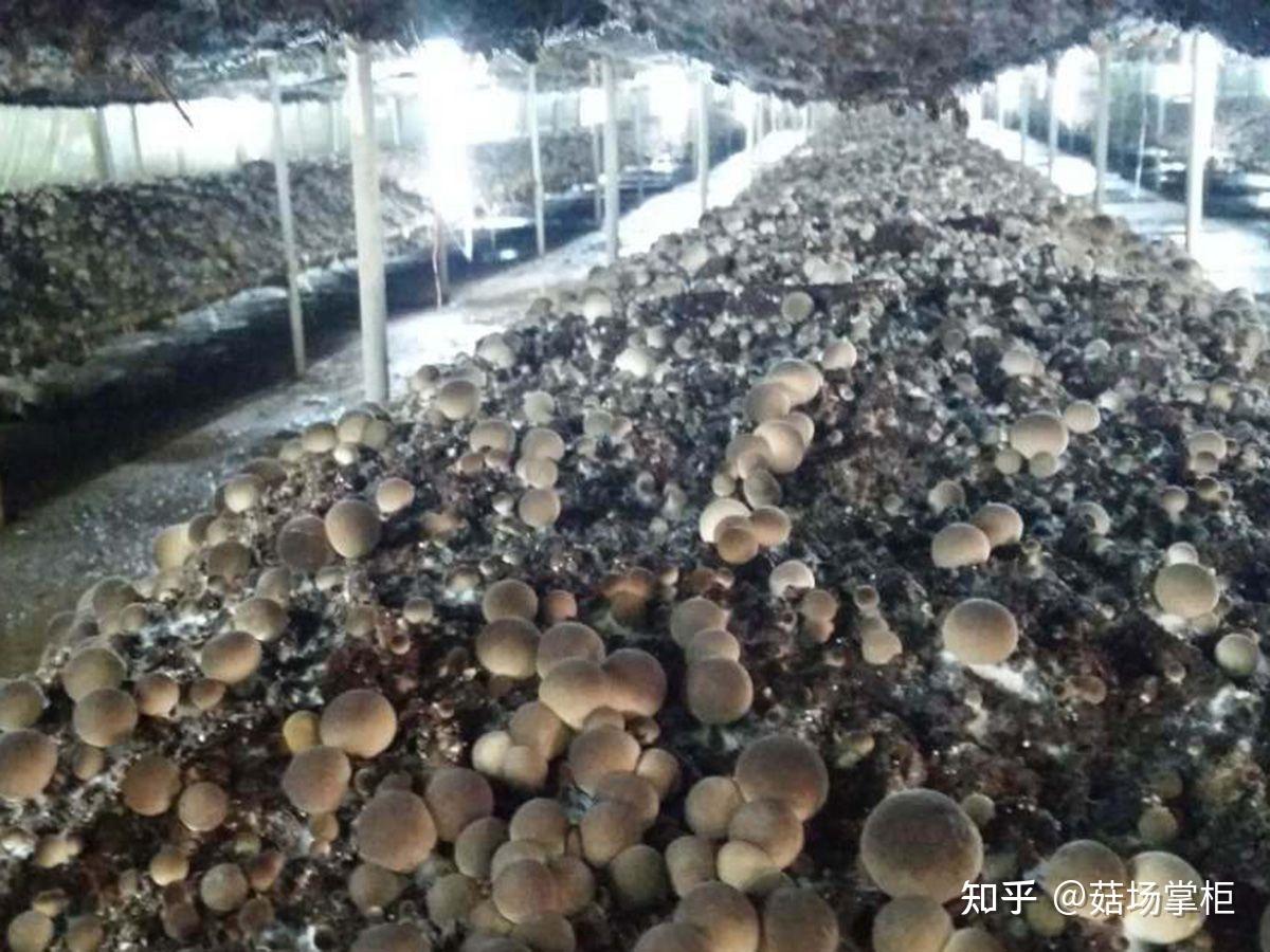 草菇家庭种植注意事项及常见问题 - 知乎