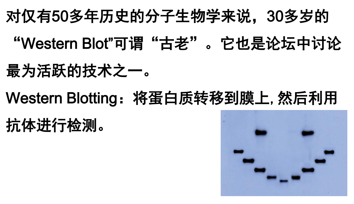 westernblot的原理是什么