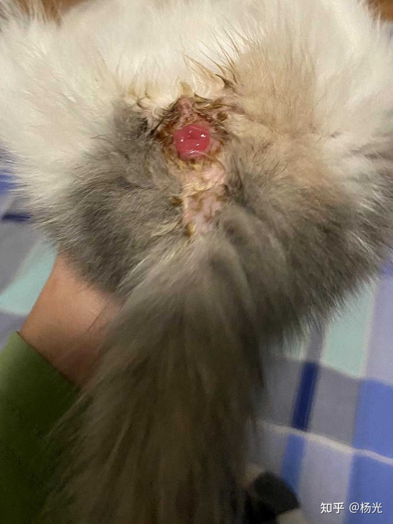 小猫好像是每次拉完粑粑脱肛了.过了一会又自己回去.怎么办呢? - 知乎