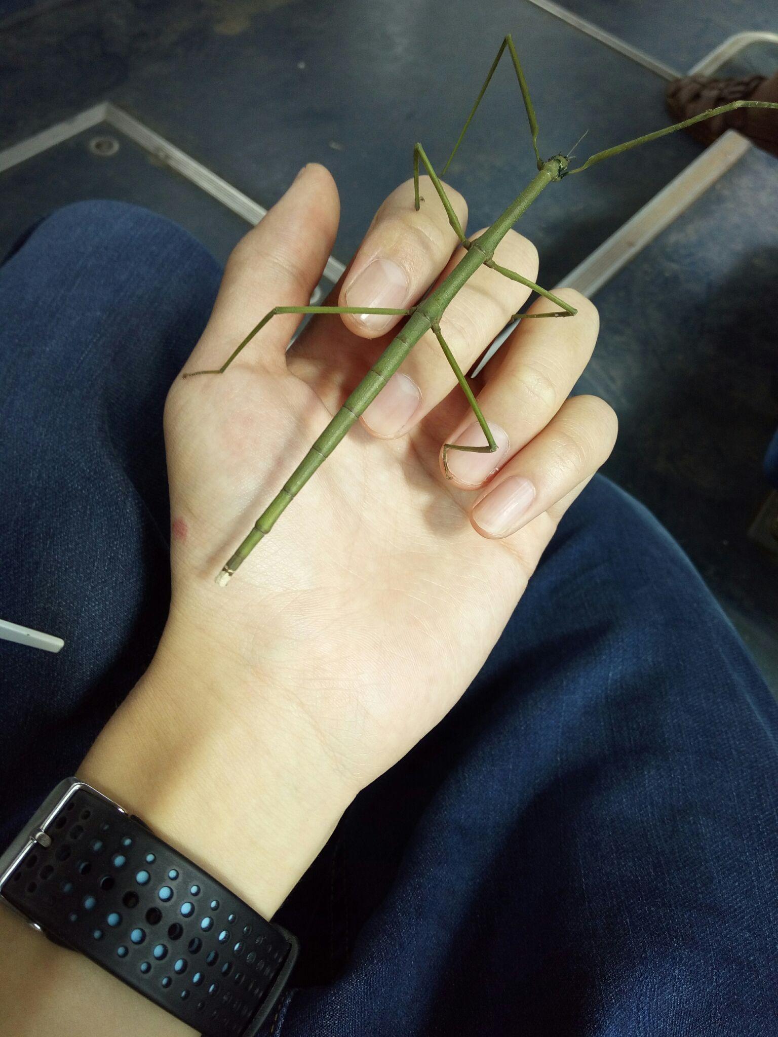 这是什么品种的竹节虫它吃什么呀大神求解