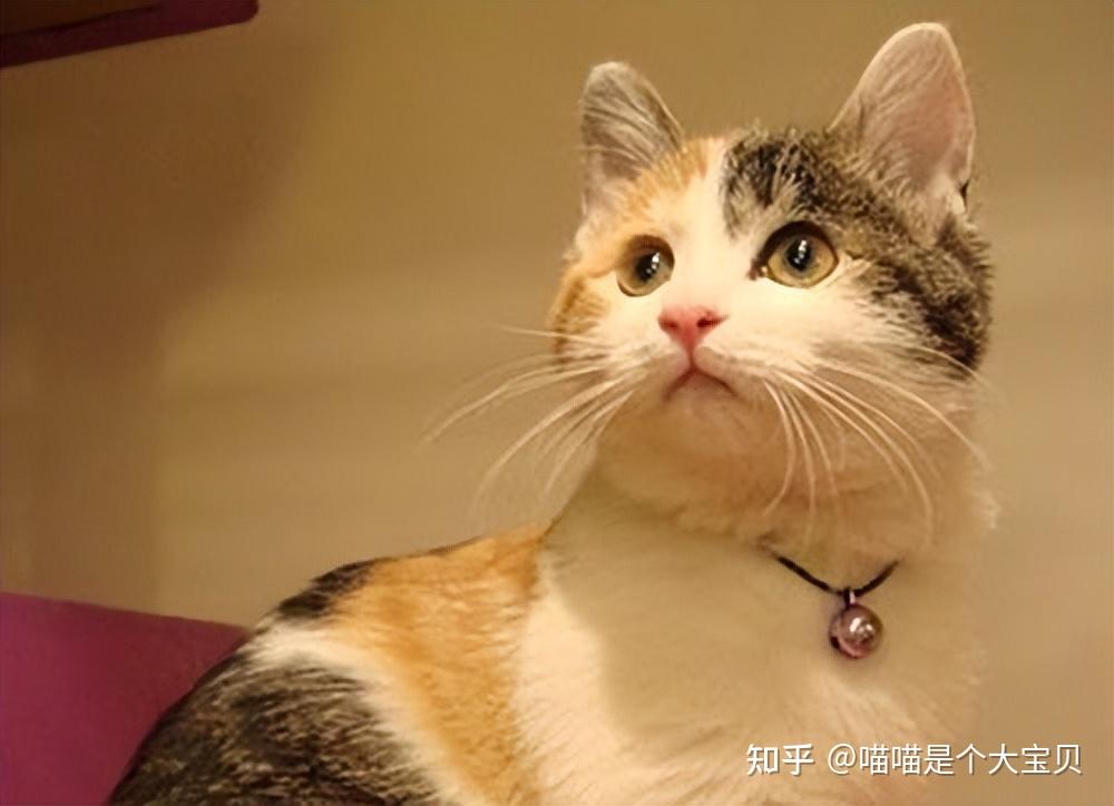 凭什么“三花猫”会遭到嫌弃,它们的优点其实很多 - 知乎