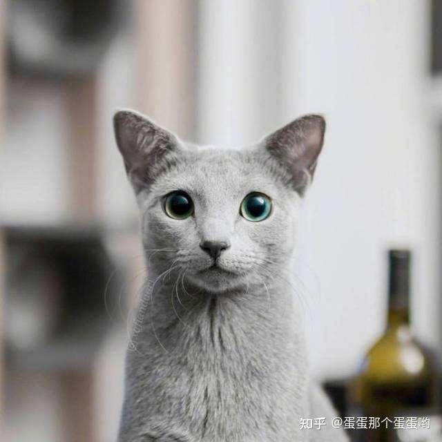 请问有没有推荐养的低敏猫