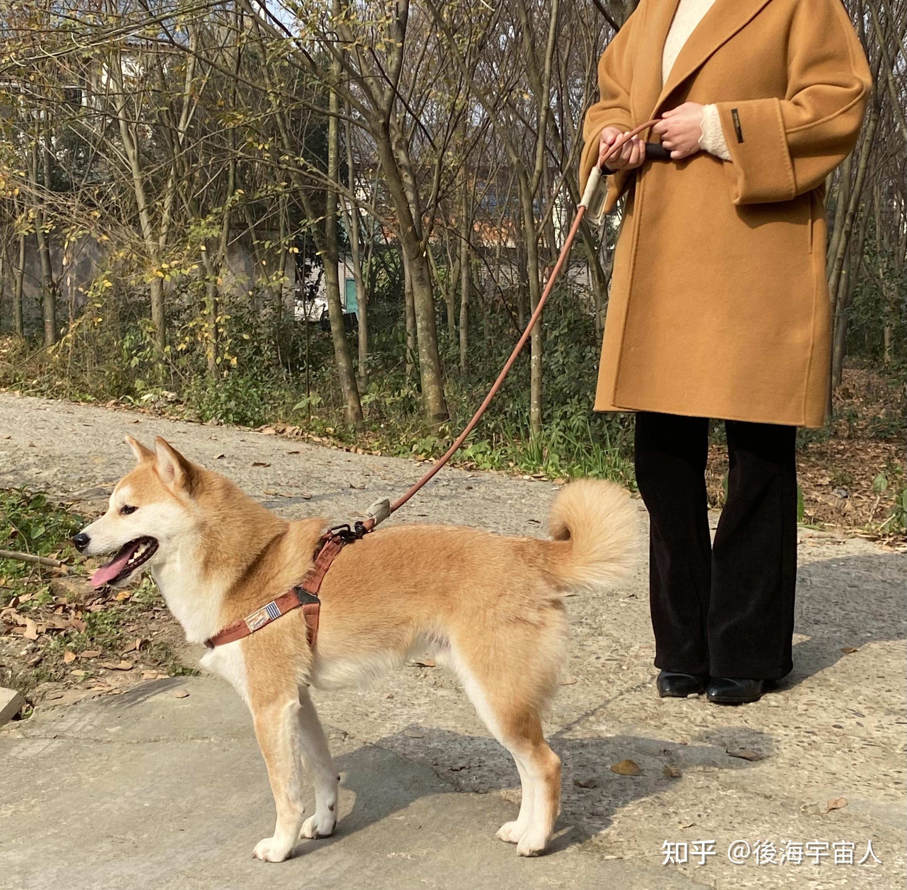 柴犬多大成年图片