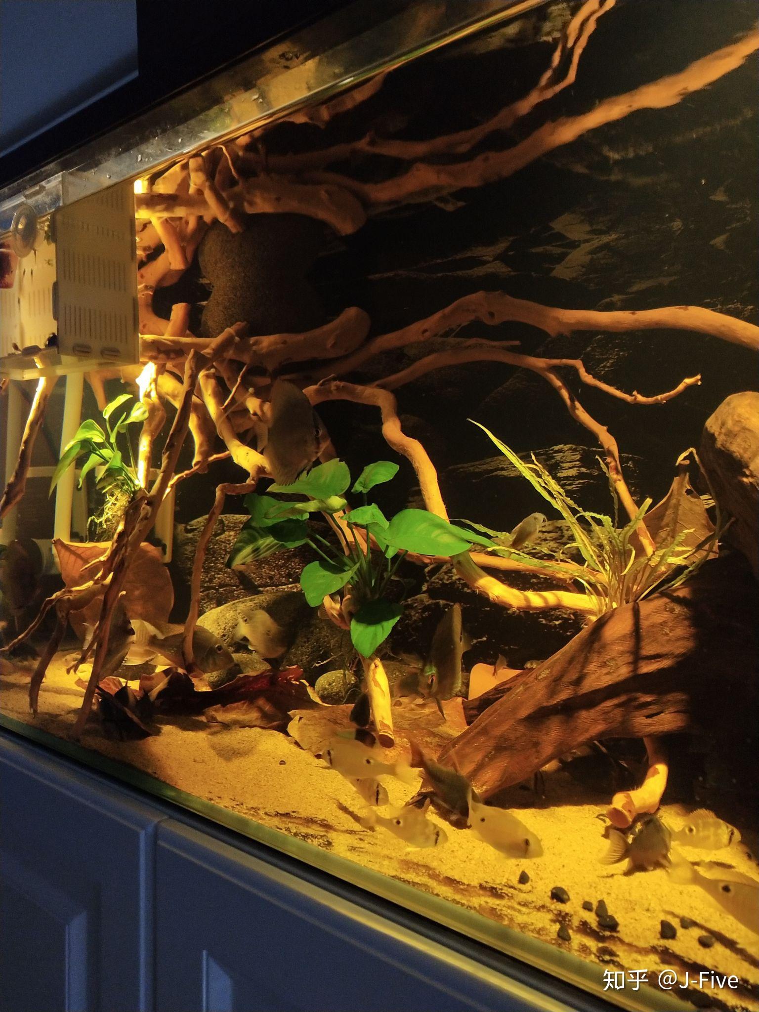 刚买的1206140的底滤鱼缸想做南美造景养什么鱼好看而且群游