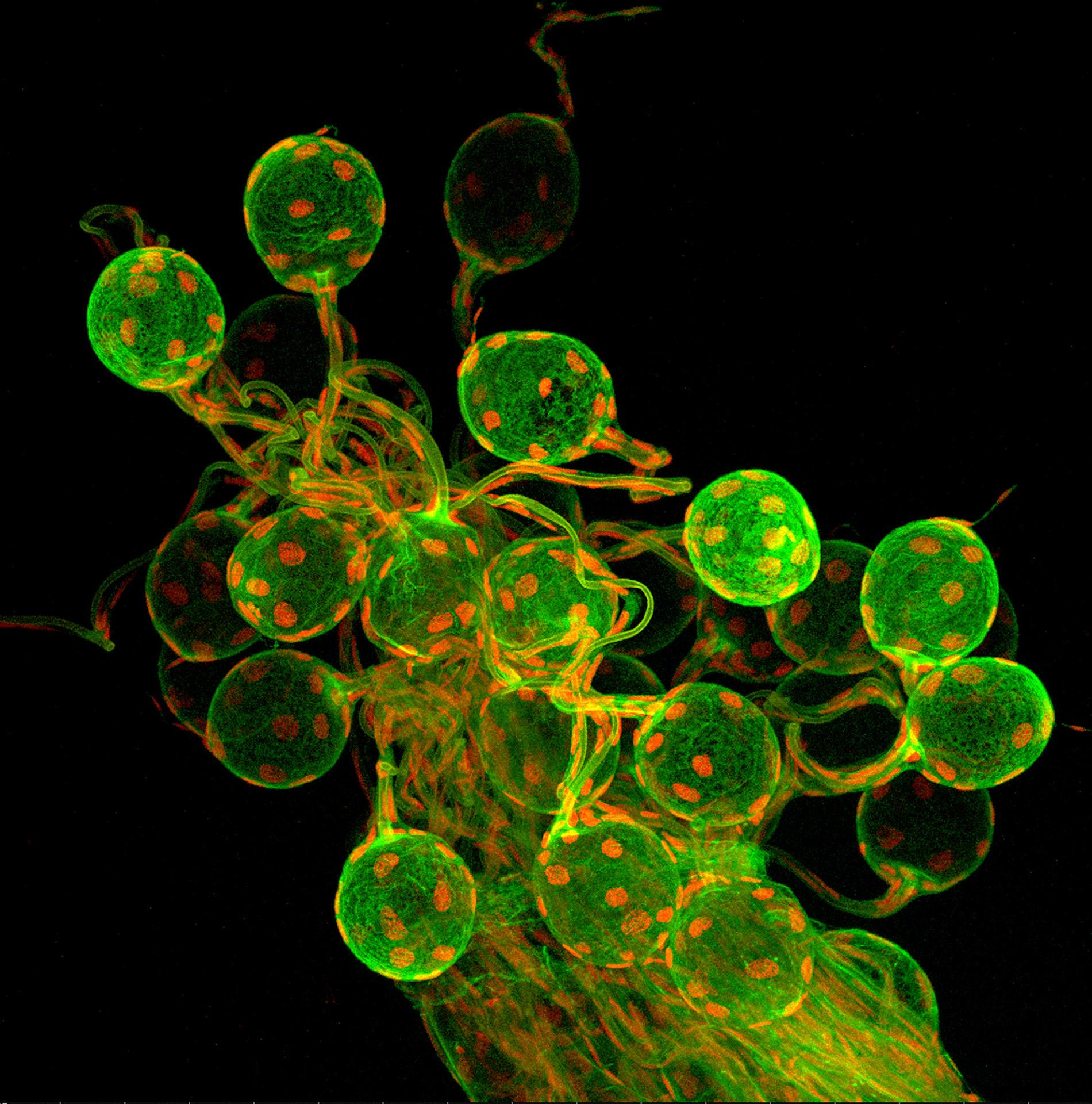 有哪些美妙的生物微观图片? - 知乎