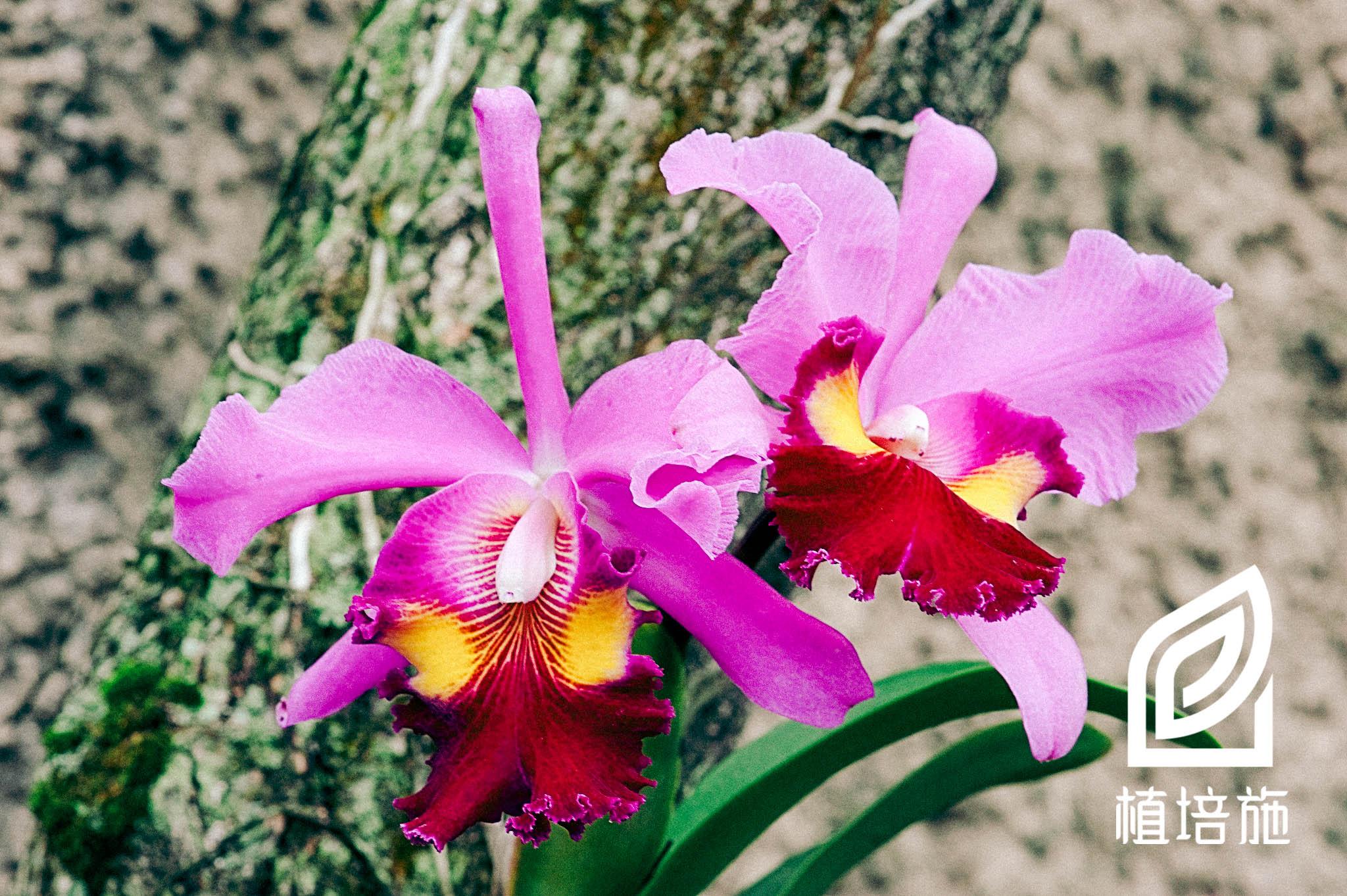 「植培施」卡特兰Cattleya labiata 热带附生兰栽培手册 - 知乎