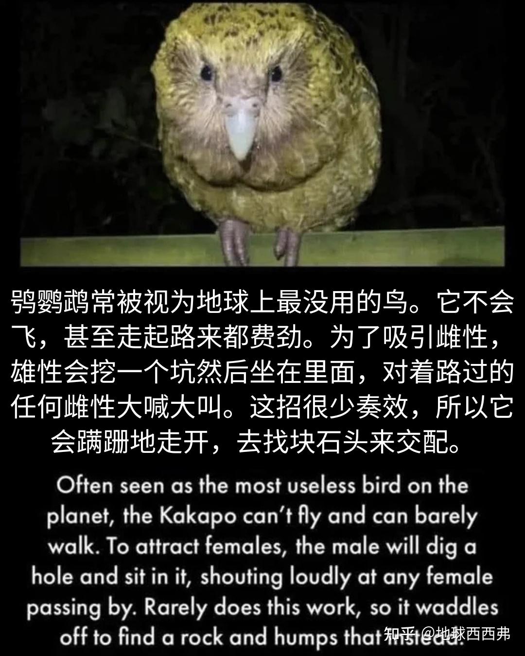 【每日meme】鸟 - 知乎