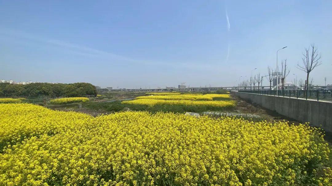 周浦新地块联动价6万/㎡！超千套房源待入市，最低500万级上车！ - 知乎