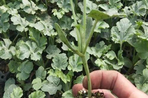 西瓜苗长不大 知乎