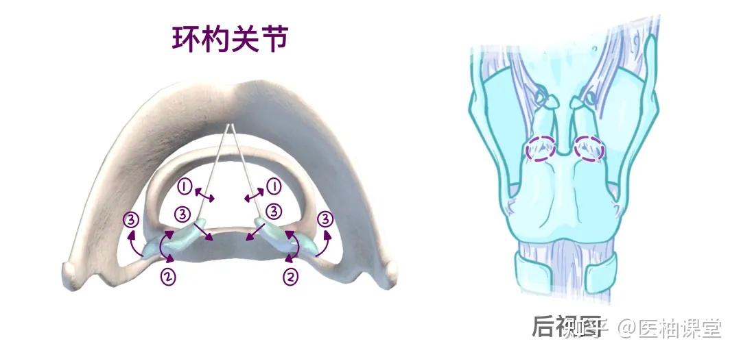 人体解剖学基础:喉和气管 - 知乎