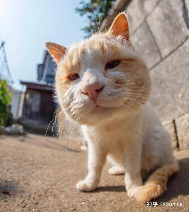 有没有猫的搞怪头像呢