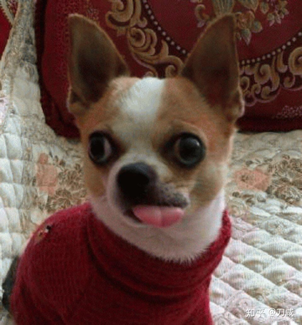 吉娃娃的表情包好沙雕啊能不能分享一些