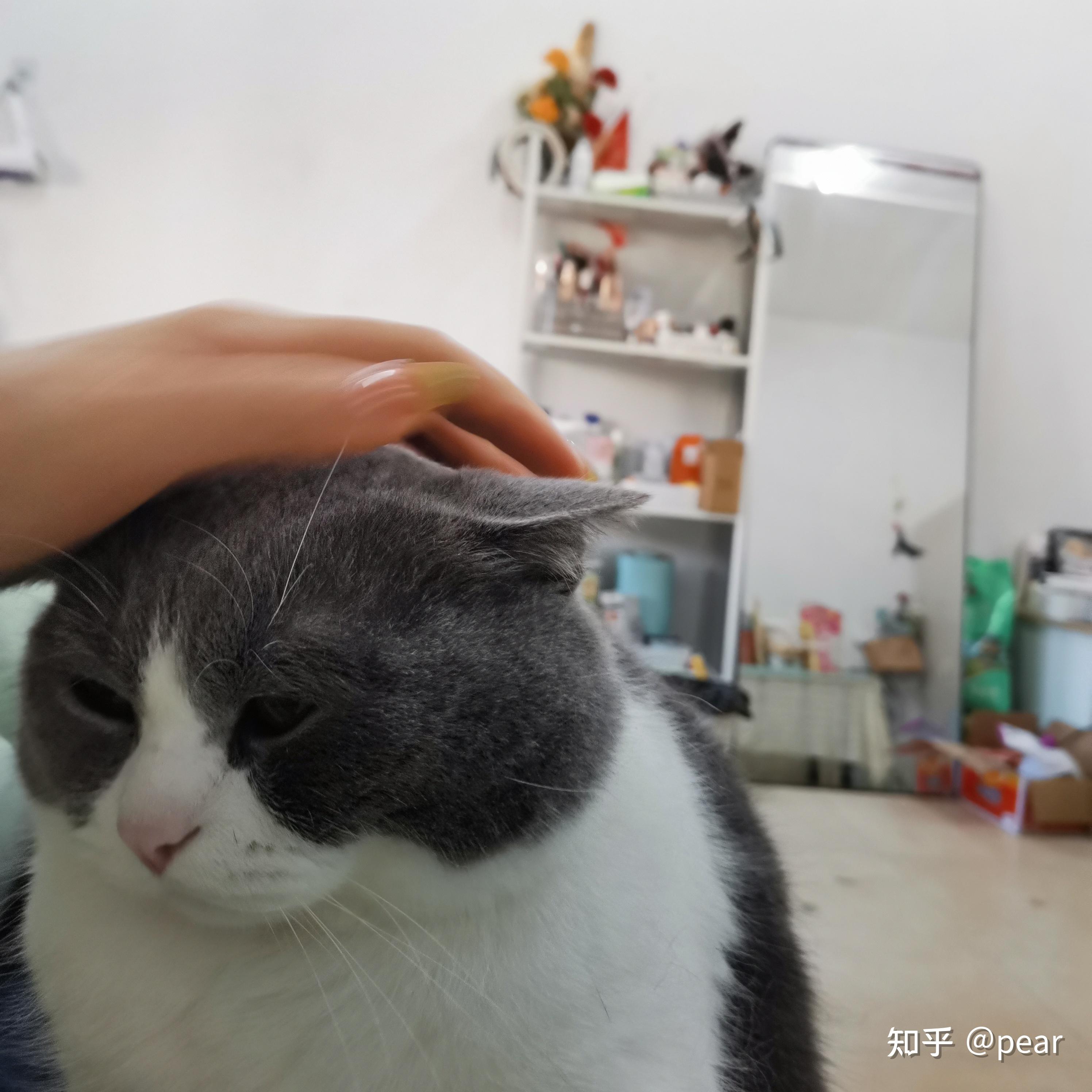 可以分享一张你相册里的小猫咪吗