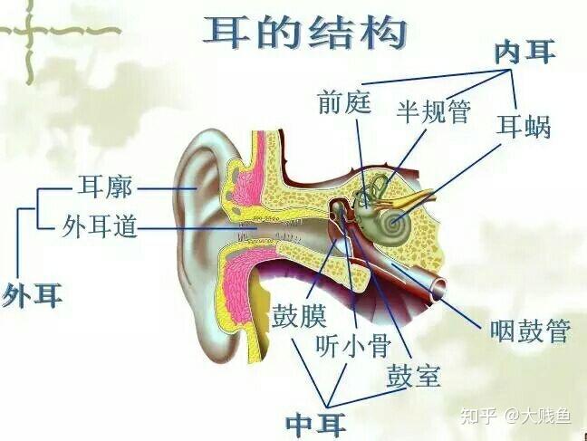 耳朵的结构以及功能 - 知乎