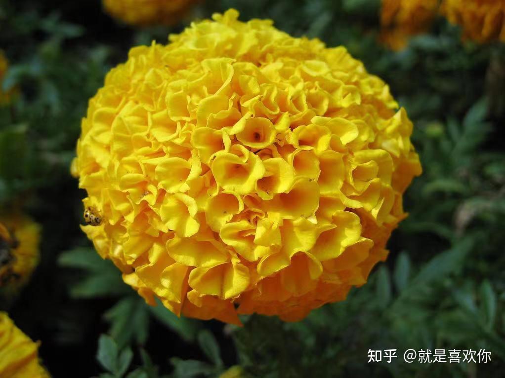 养花——万寿菊 - 知乎