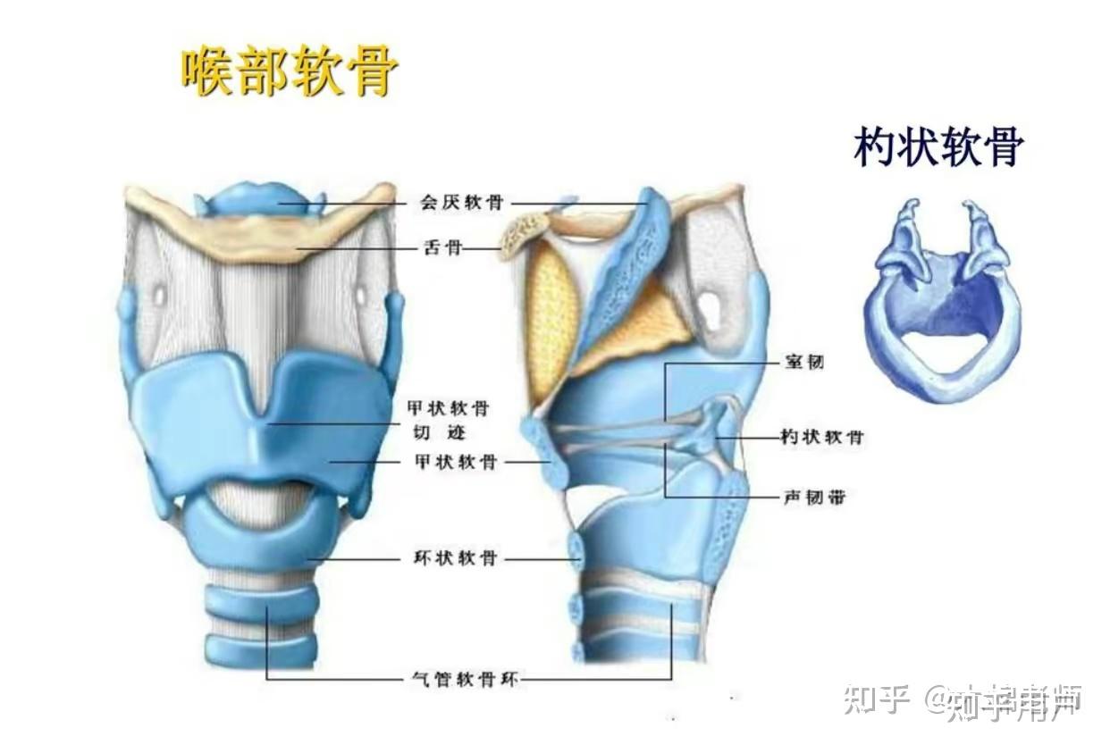 声带小结如何恢复,有哪些注意问题? - 知乎