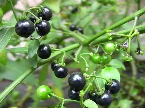 春天播种的辣椒籽这是和辣椒籽一起种的但是发现这个