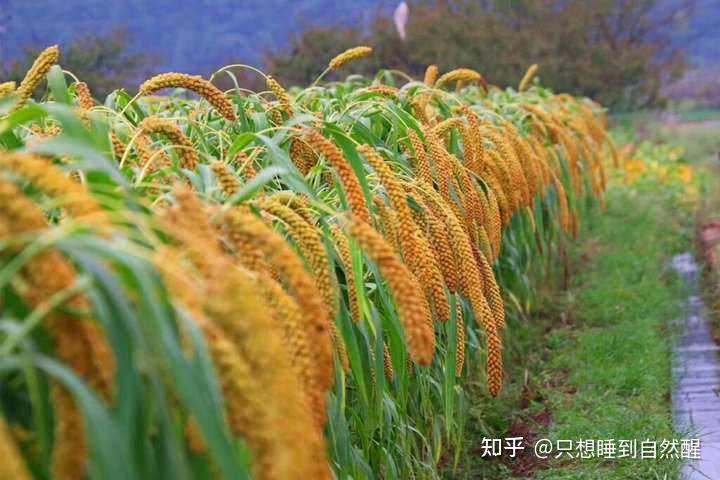 中国史必知之粮食之祖:稻谷和粟的种植和推广 - 知乎