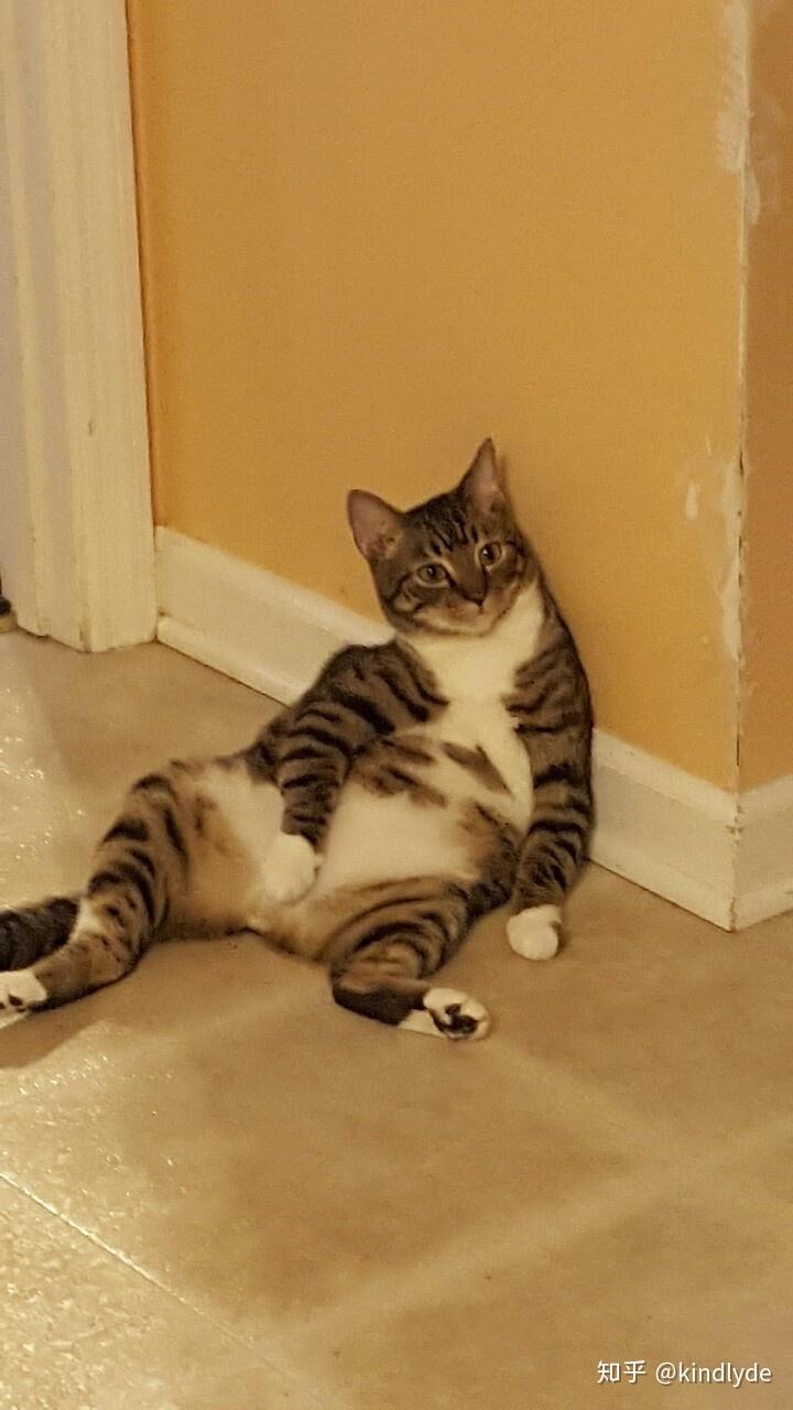 一只猫的坐姿能有多骚包?