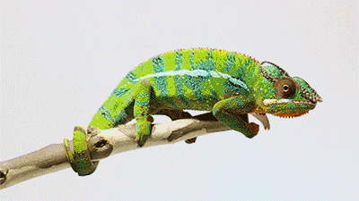 400_225gif 动态图 动图