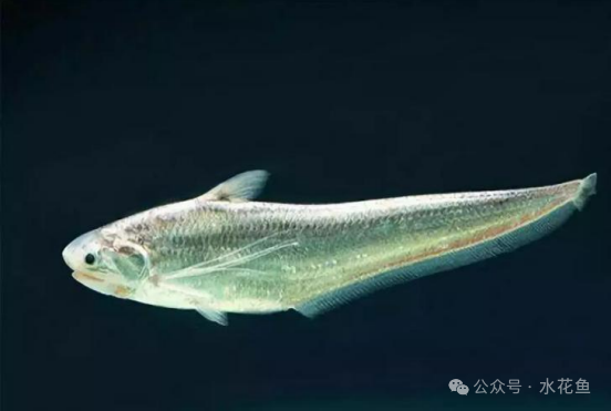20个优异特色水产养殖种质资源：淡水鱼类11种和海水鱼类9种共两大类 - 知乎