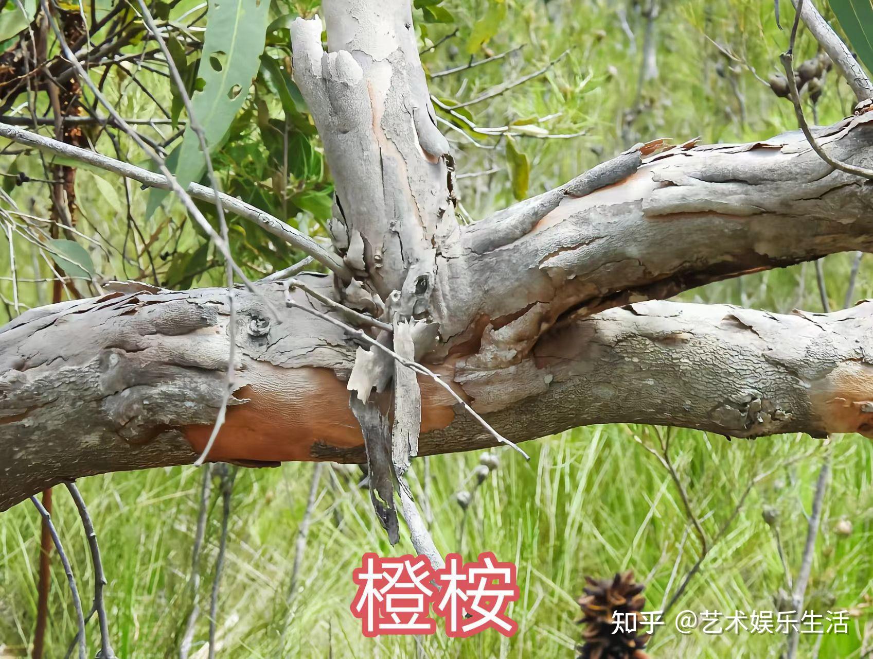 桉树的种类有哪些 - 知乎