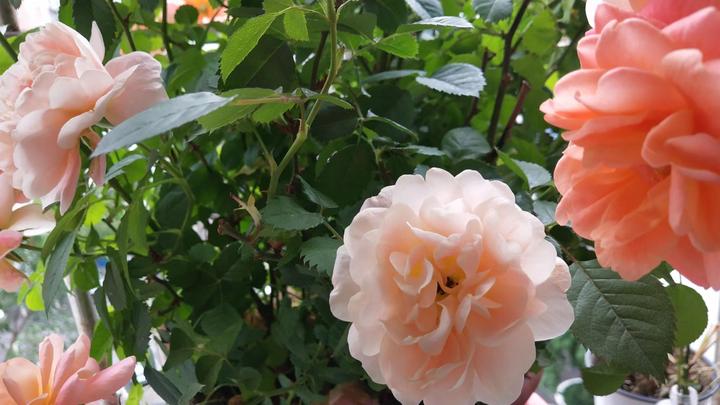 马霍梅特:行动,是一切成功的首要条件