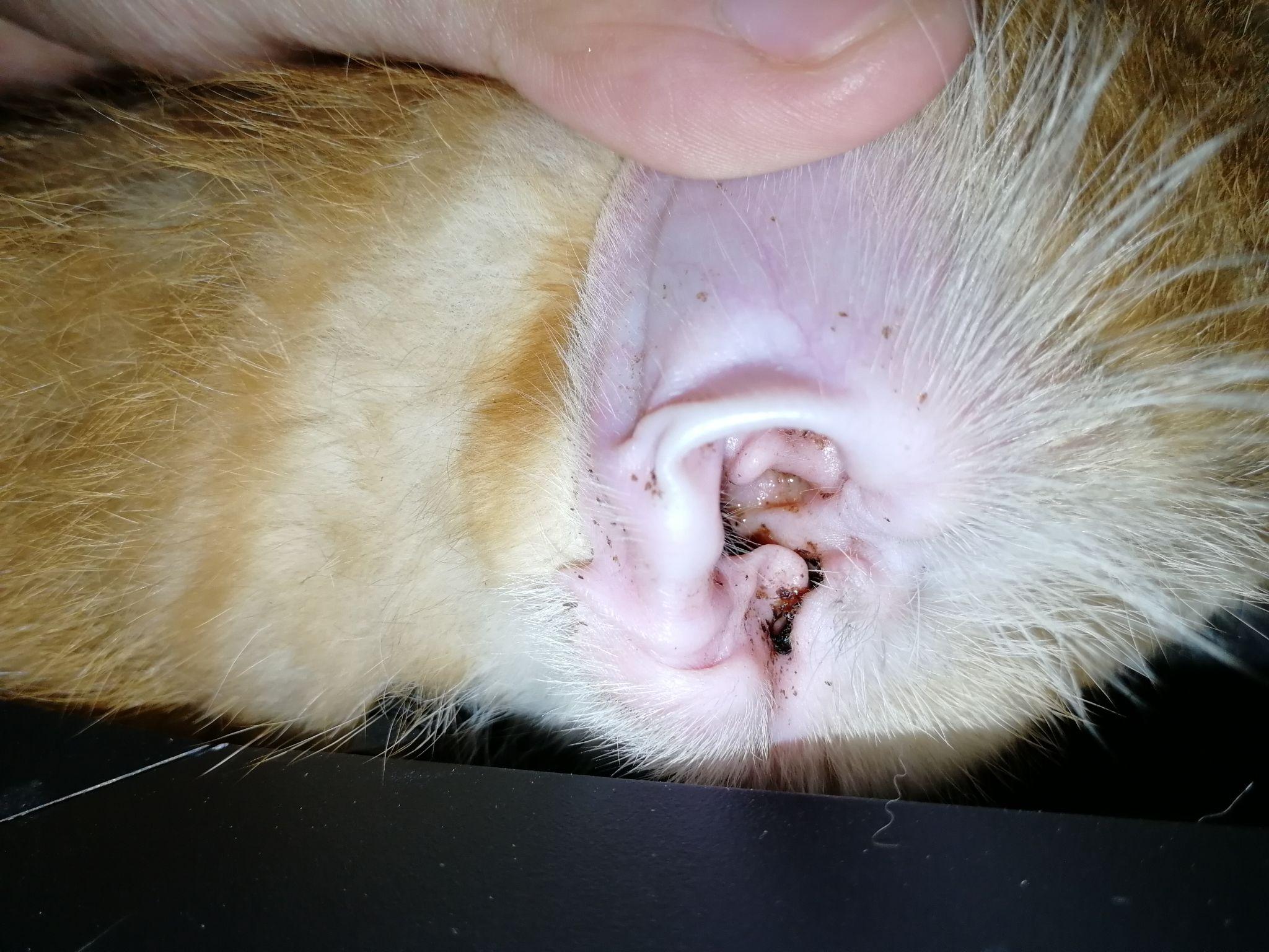 请问下各位铲屎官这是猫耳螨吗