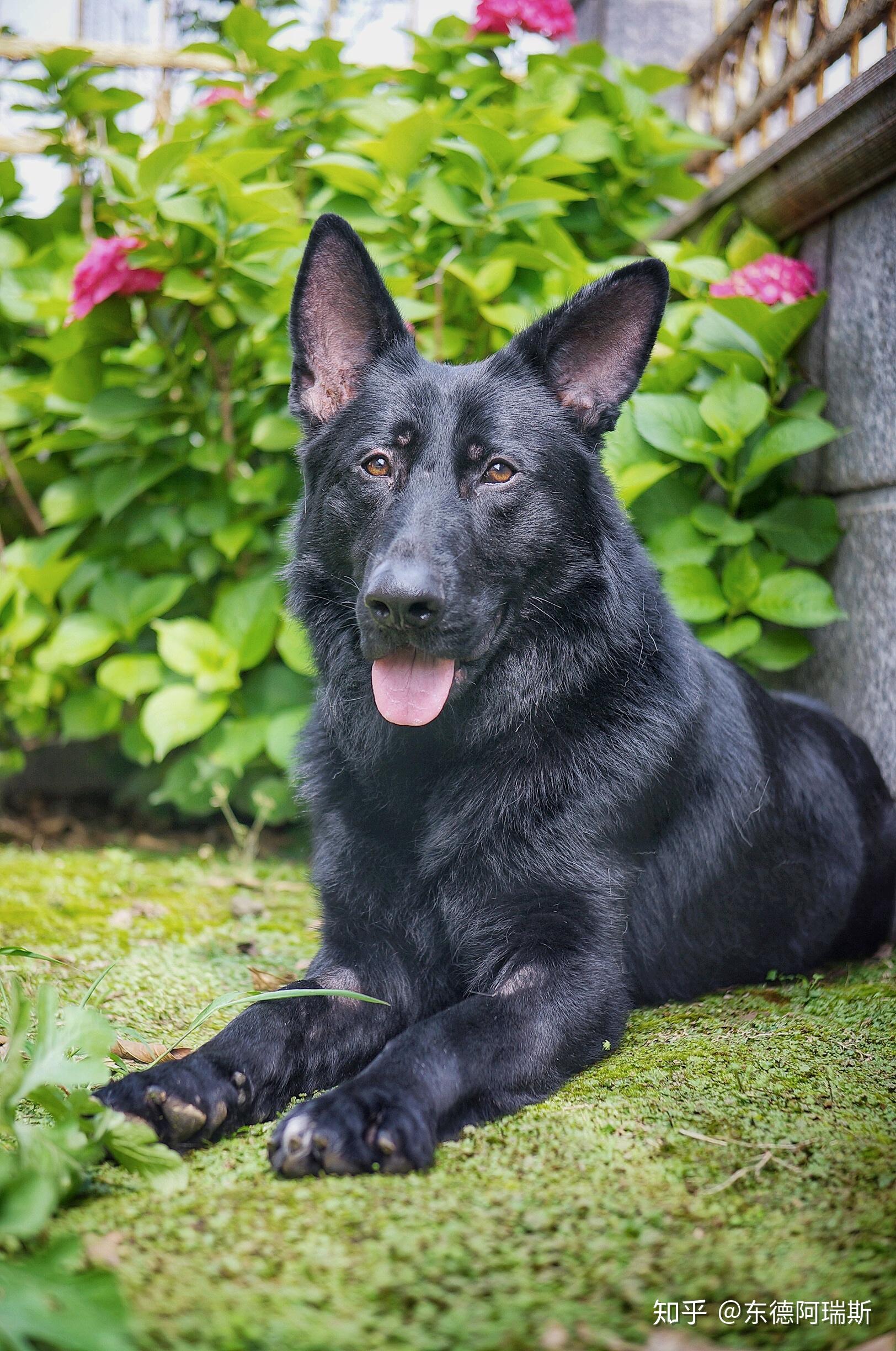 东德牧羊犬六个月胆子特别小能改变吗