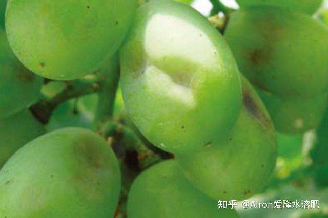 深度解析葡萄气灼病症状诱因与预防策略