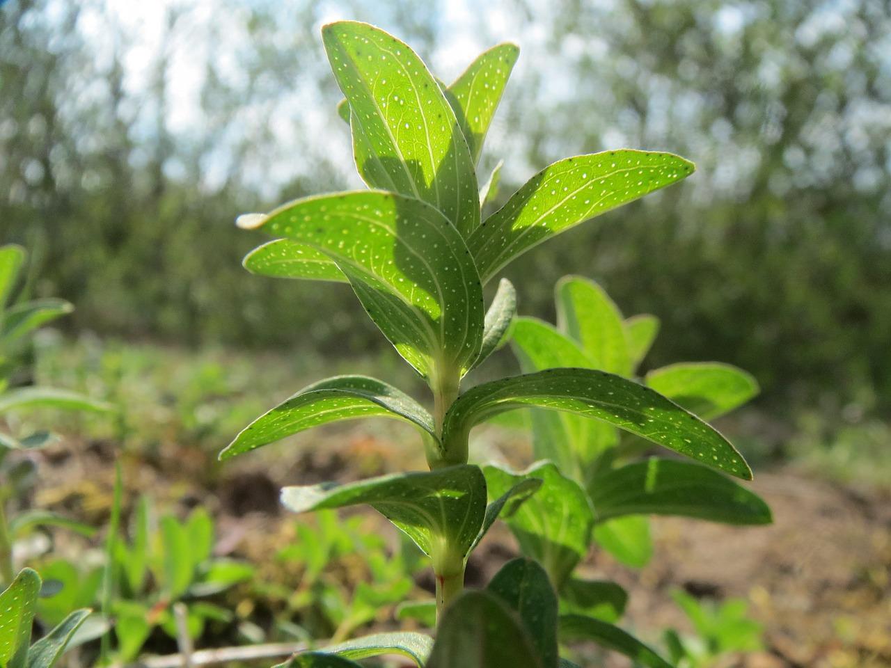 3. 连翘亩收入对比