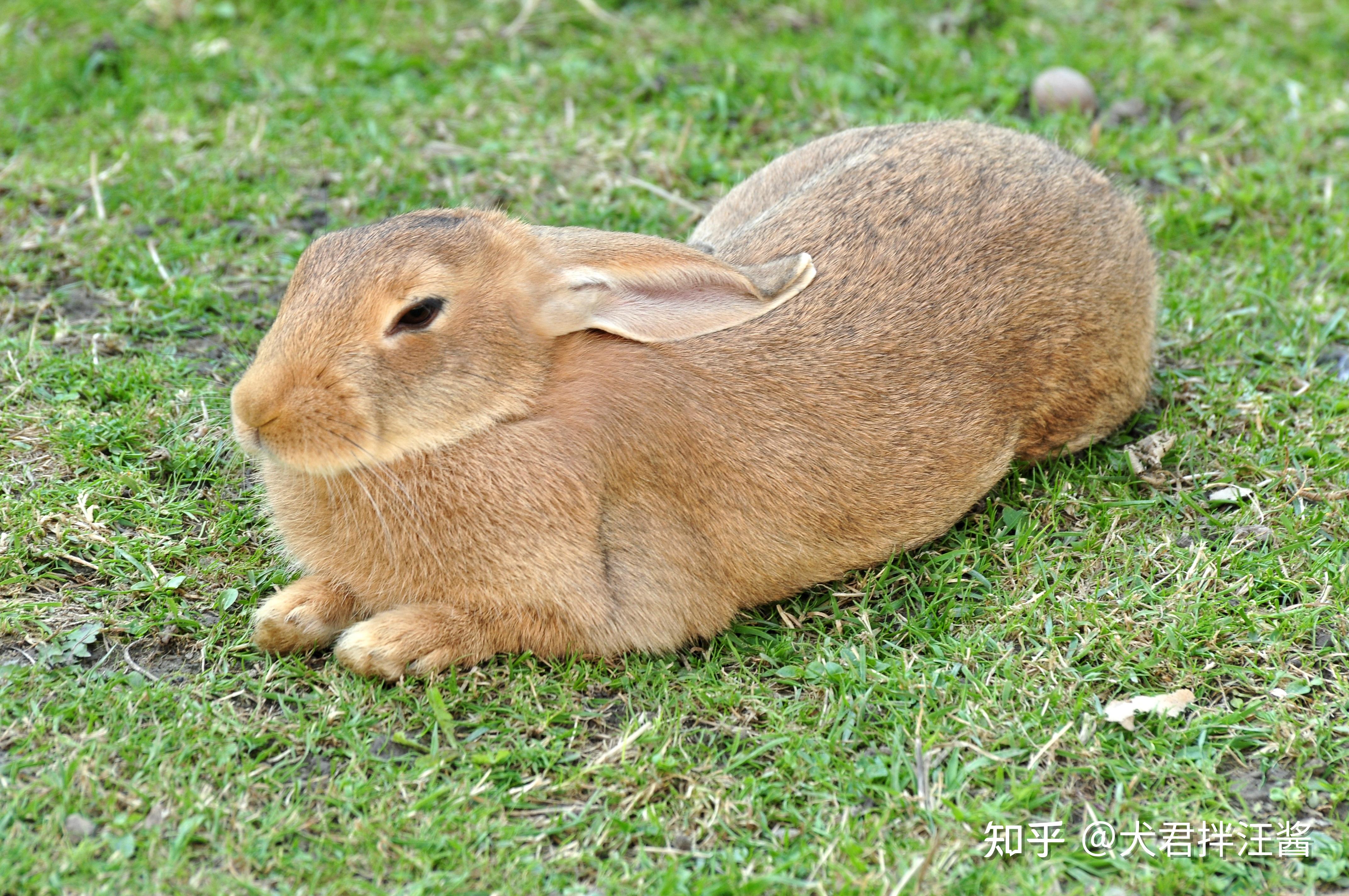 兔子的地洞，又发现一只，新出生的小兔子！_哔哩哔哩 (゜-゜)つロ 干杯~-bilibili