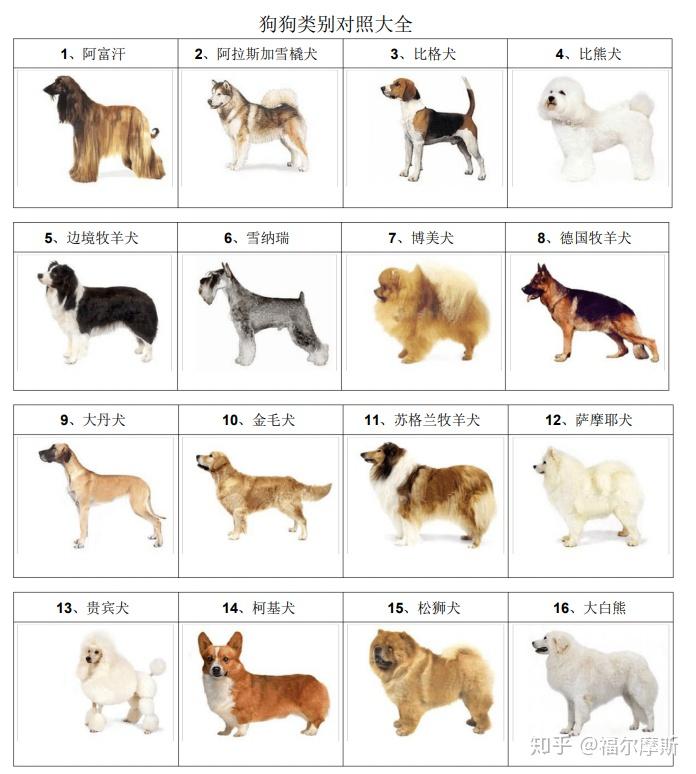 狗狗类别对照大全 - 知乎
