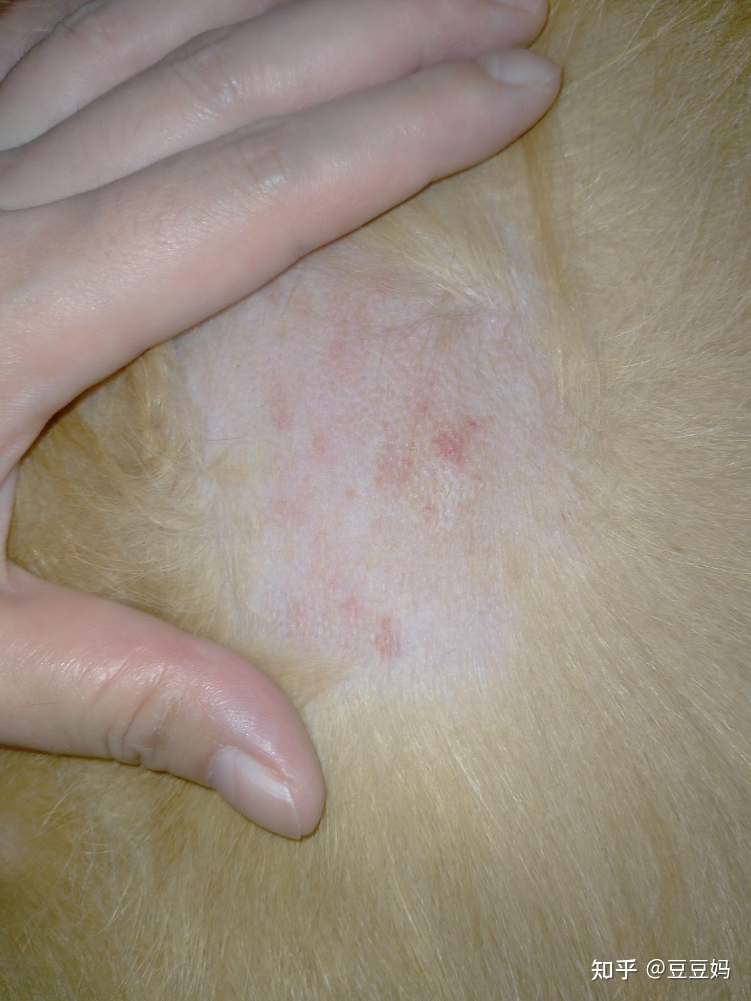 柯基的皮肤病总是反反复复,该如何保养狗狗皮肤? - 知乎