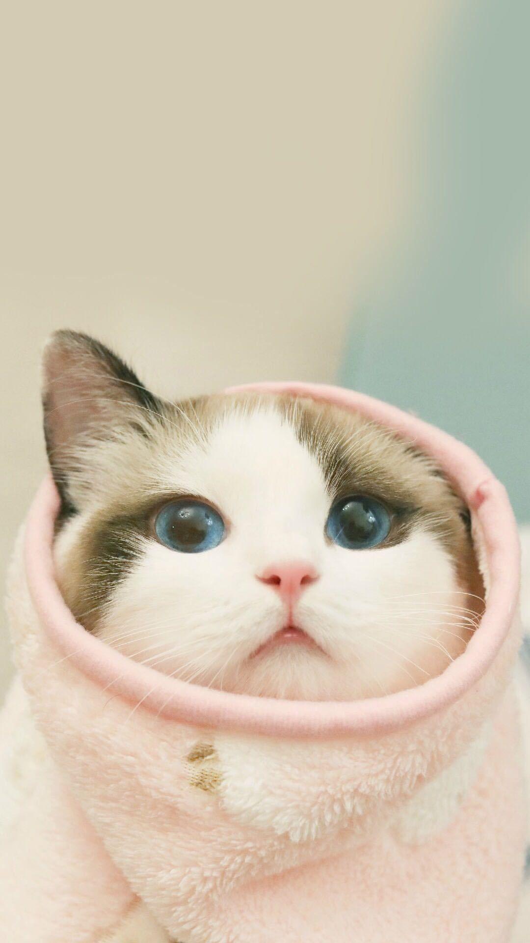 有哪些值得推荐的qq聊天背景照片