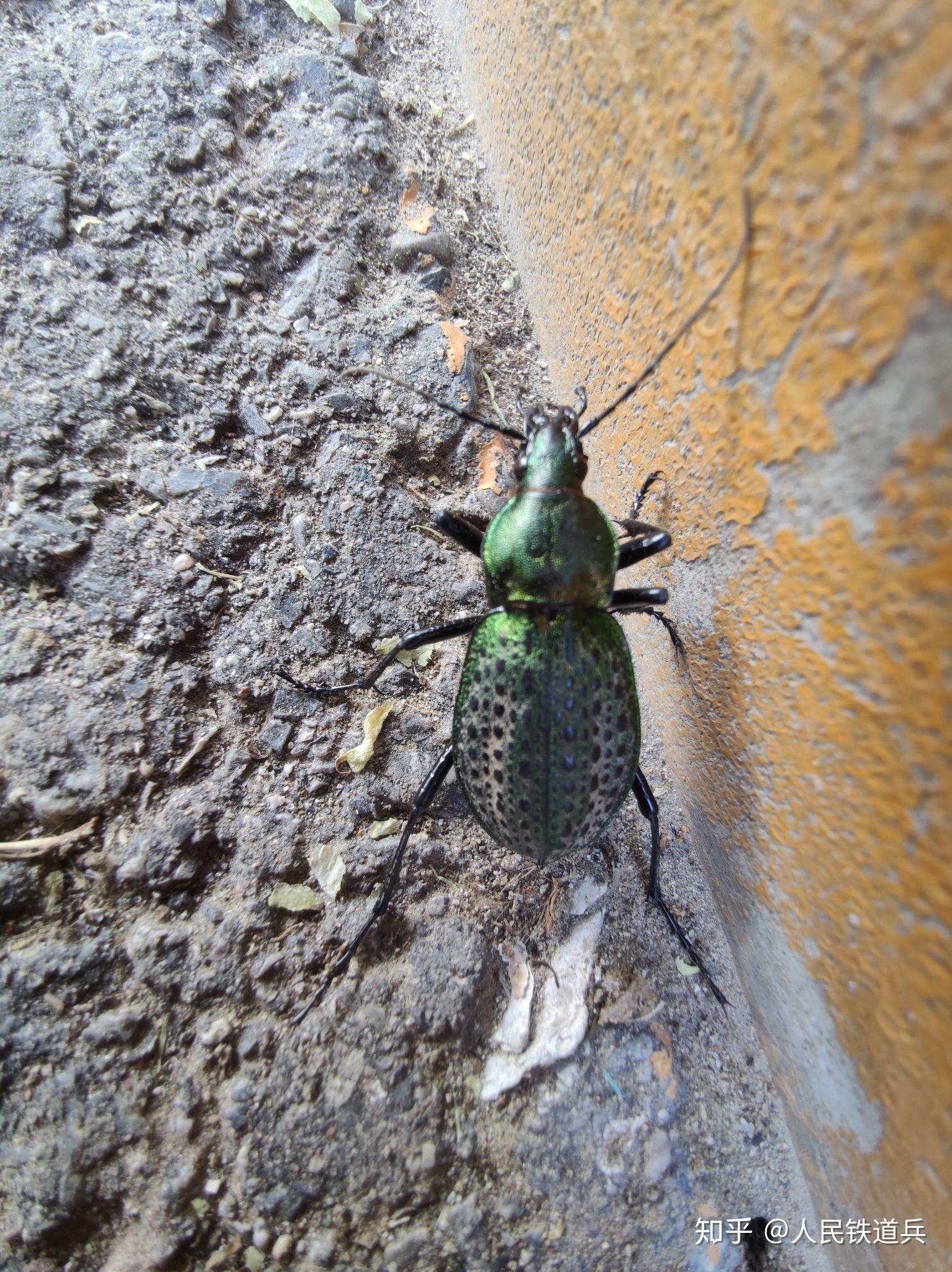 这是什么甲虫硬壳无翅膀