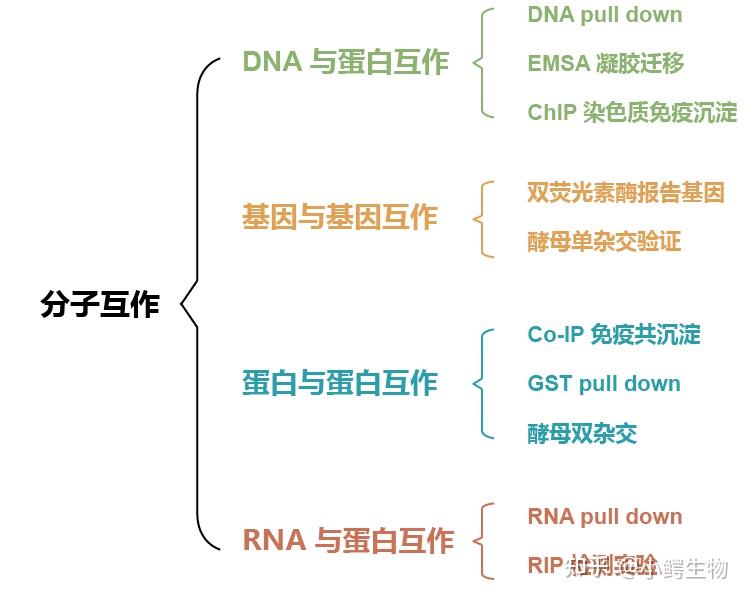 互作 “ 审判官 ” BLI — 轻松解决传统互作难题 - 知乎